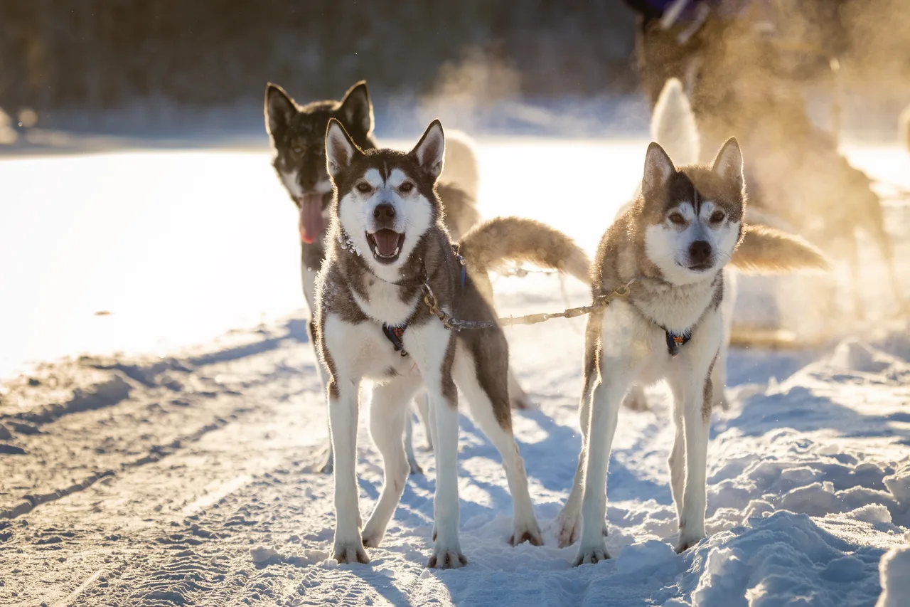 Huskytour in Kemi