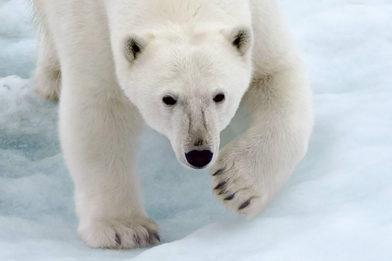 Tierwelt der Arktis