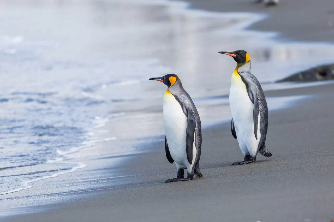 Pinguine