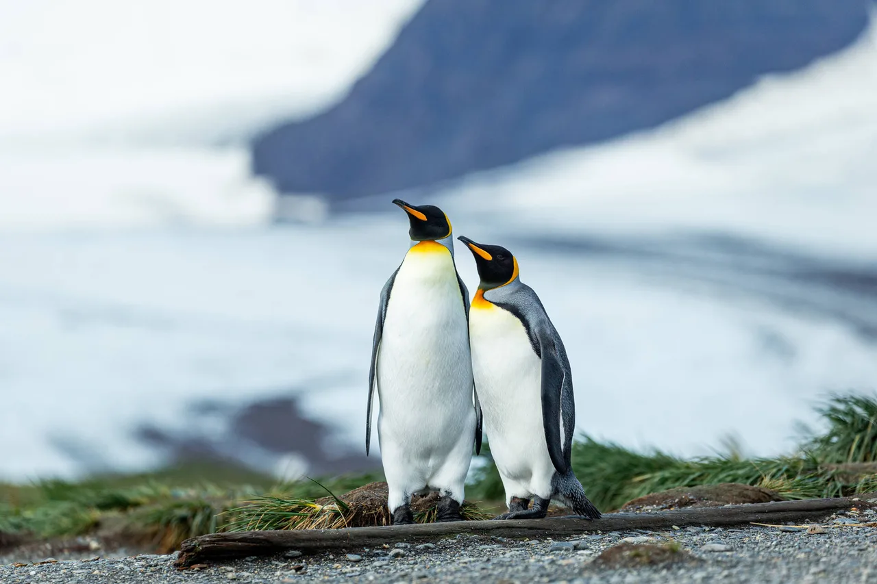 Pinguine im Schnee