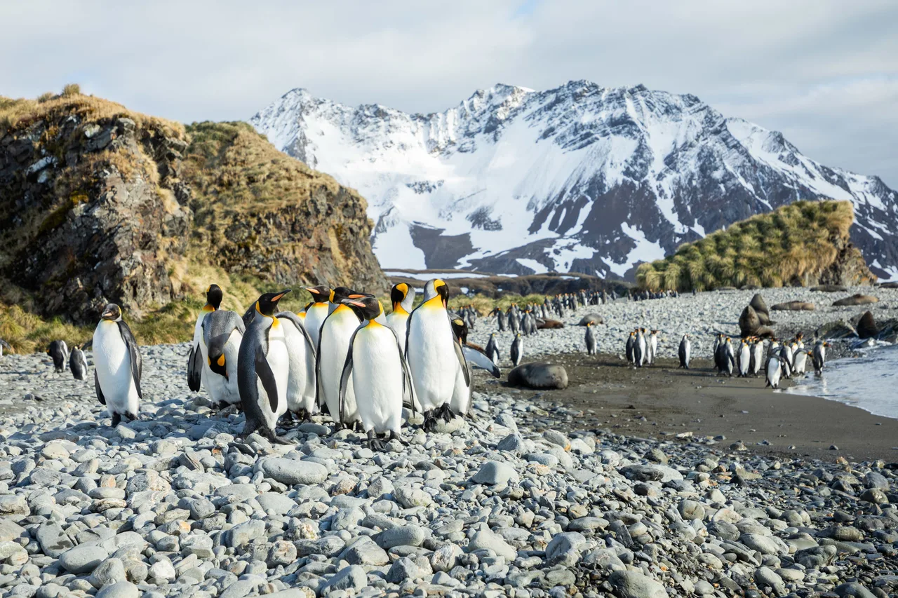 Pinguinkolonie