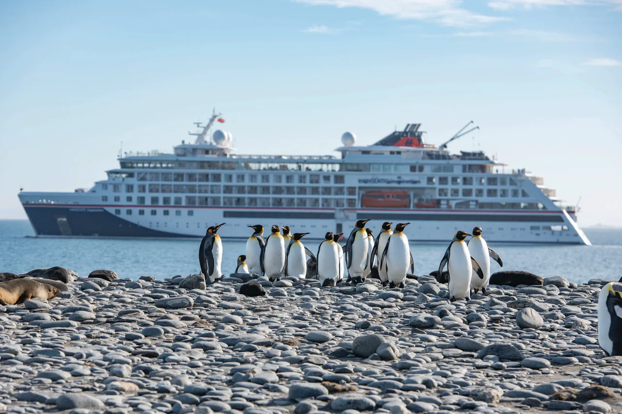 Königspinguine in Südgeorgien