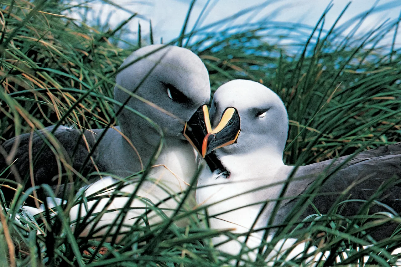 Albatrosse