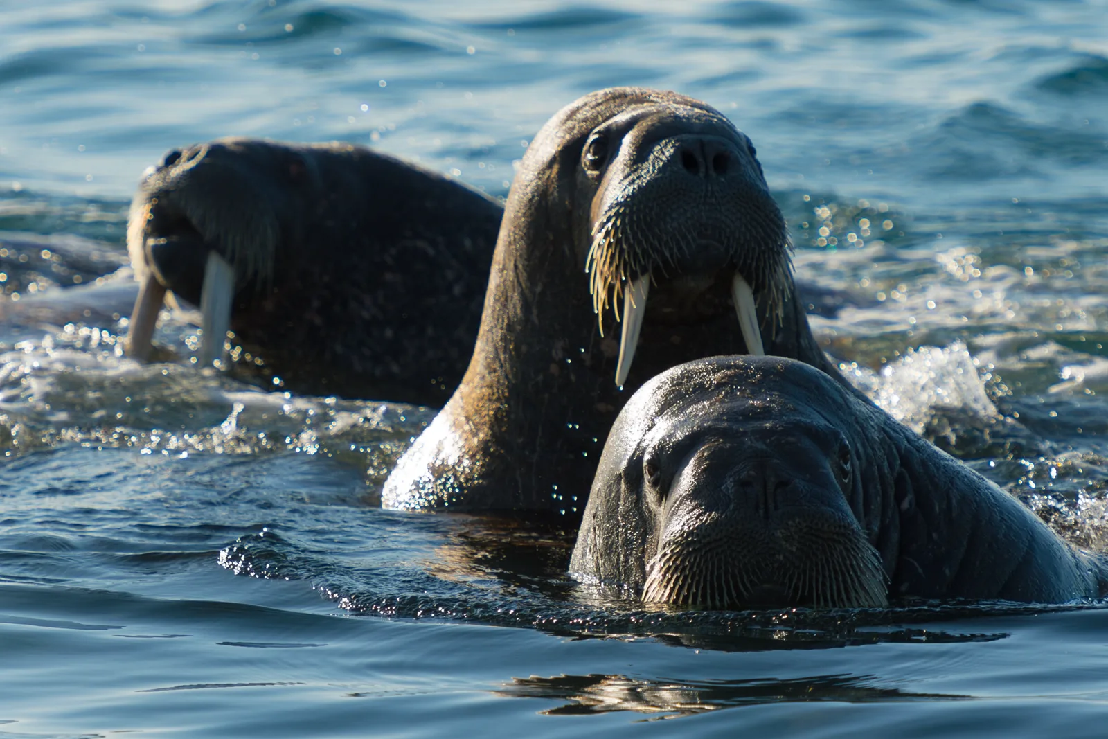 Walrosse vor Spitzbergen · Foto: Zout Fotografie