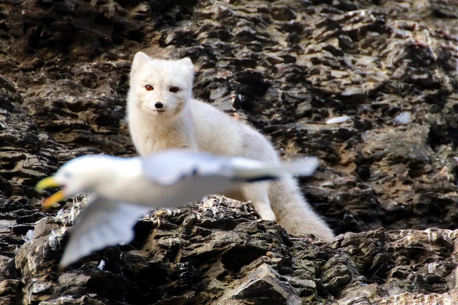 Polarfuchs & Dreizehenmöwe · Foto: Simone Flörke