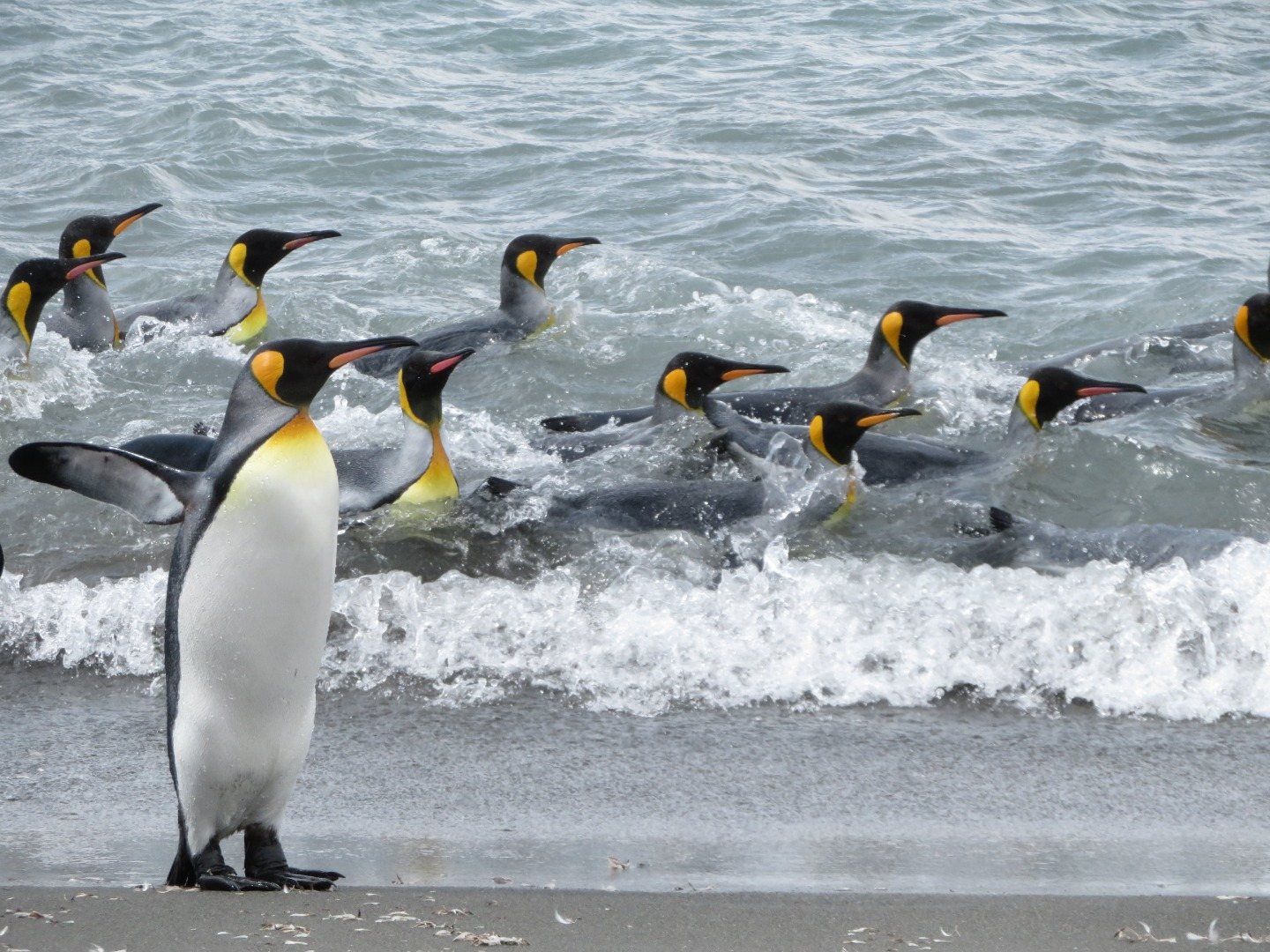 A23a, 1,3 Millionen Zügelpinguine und ein Vulkan mit Lavasee