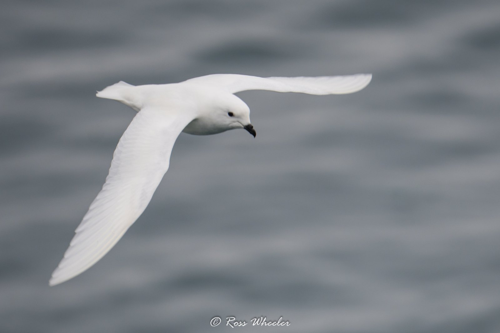 Schneesturmvogel im Flug über dem Packeis der Antarktis