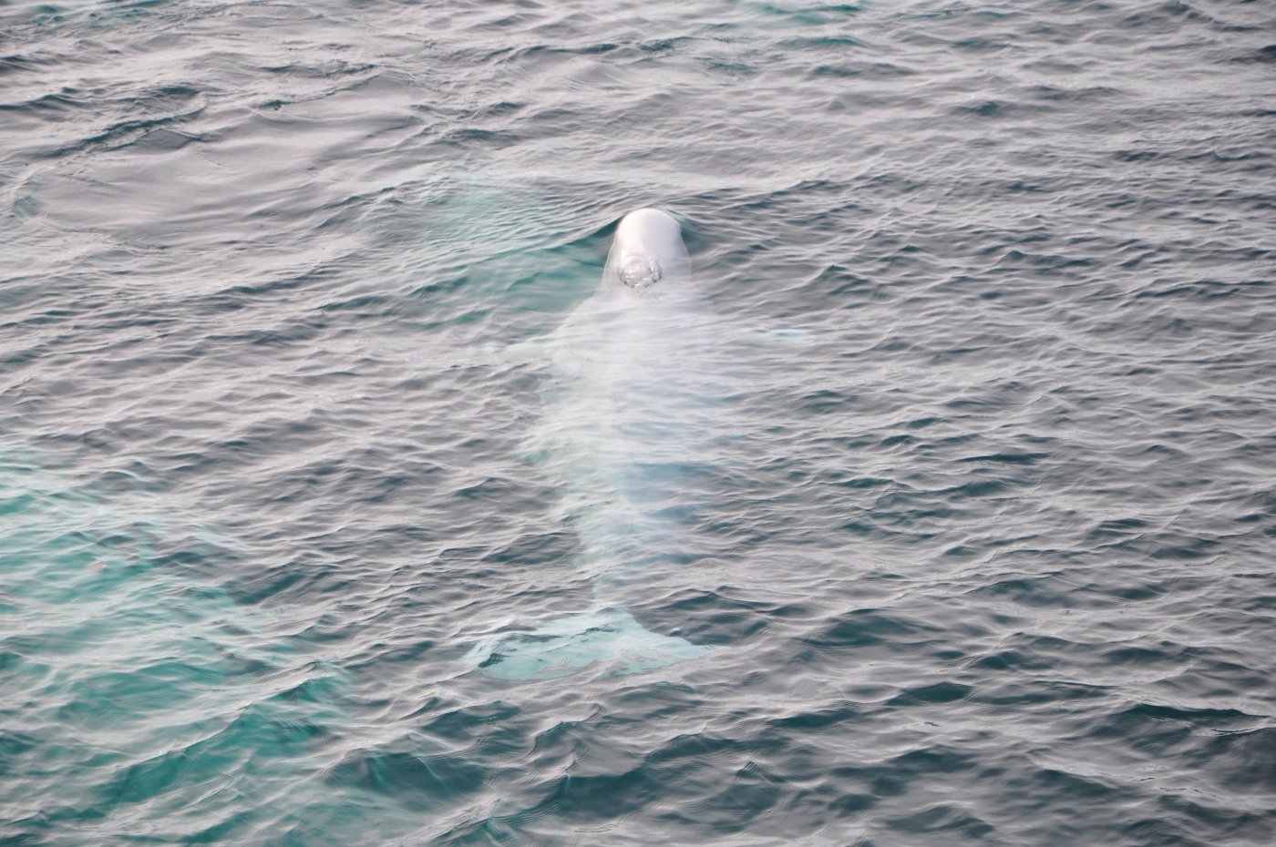 Ein Beluga taucht auf, von oben gesehen