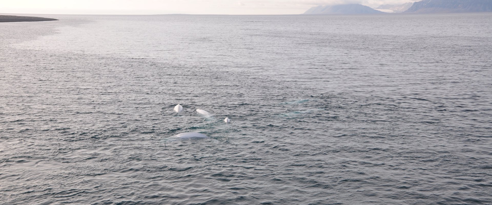 Notizen aus dem Eis | Belugas – die Kanarienvögel der See