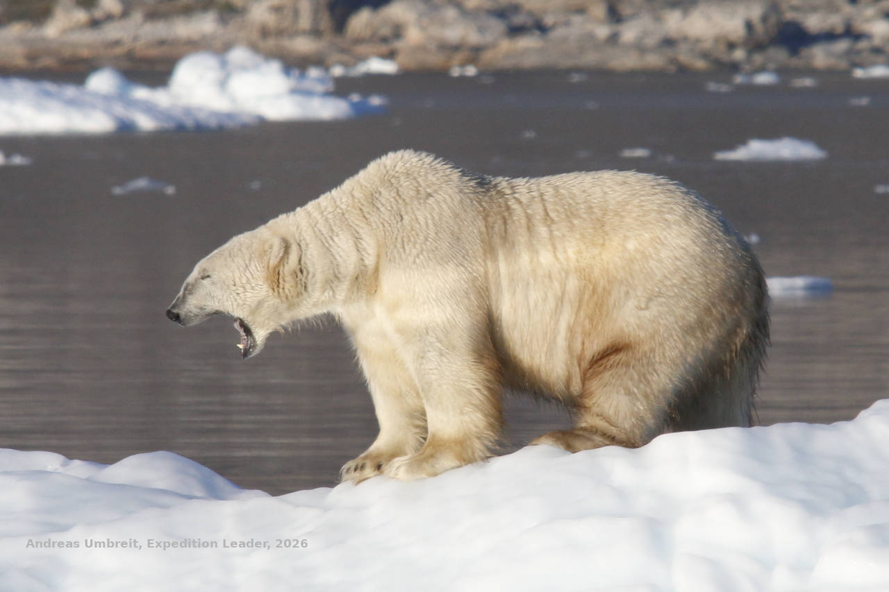 Wohlgenährter Eisbär gähnt auf einer Eisscholle vor einer Felsküste