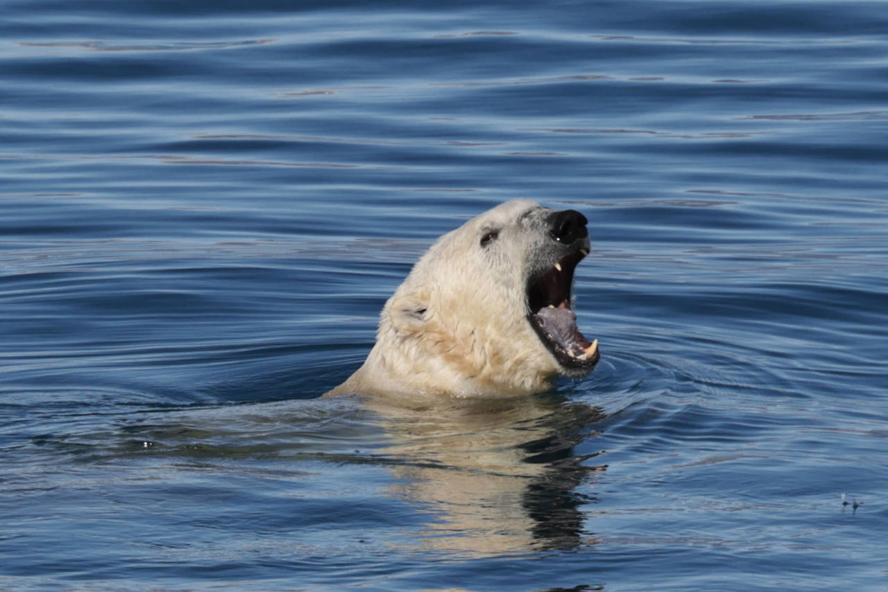 Eisbär im Wasser mit weit aufgerissenem Maul