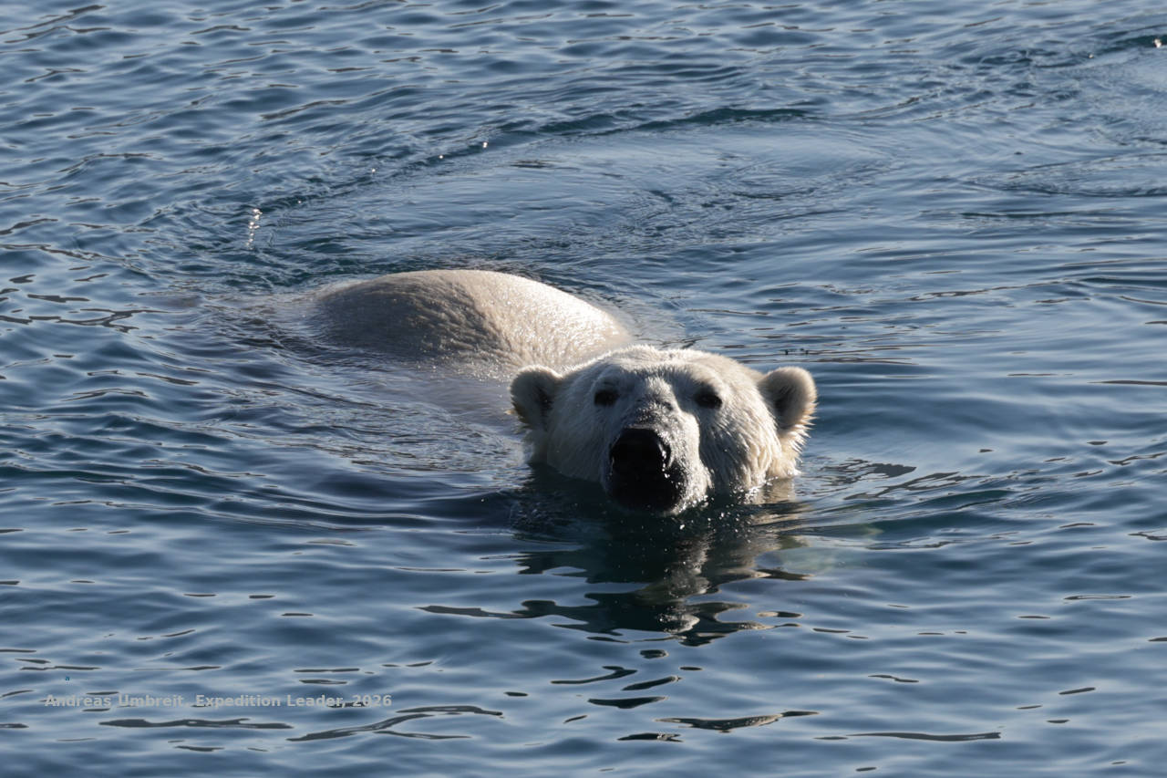 Eisbär schwimmt zwischen Eisbrocken auf das Expeditionsschiff zu