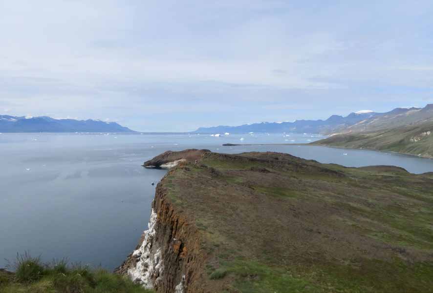 Steilklippe über einem Fjord mit weißen Guanoflecken einer Vogelkolonie, in der Ferne Eisberge