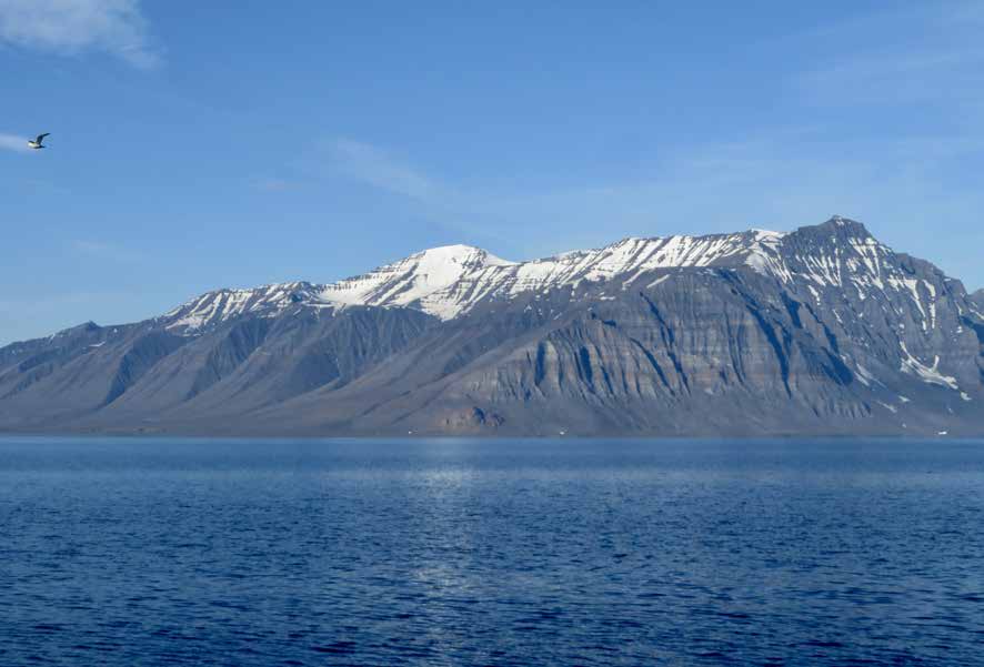 Steil aufragende Bergküste mit Schneefeldern über ruhigem Wasser, davor eine Möwe im Flug