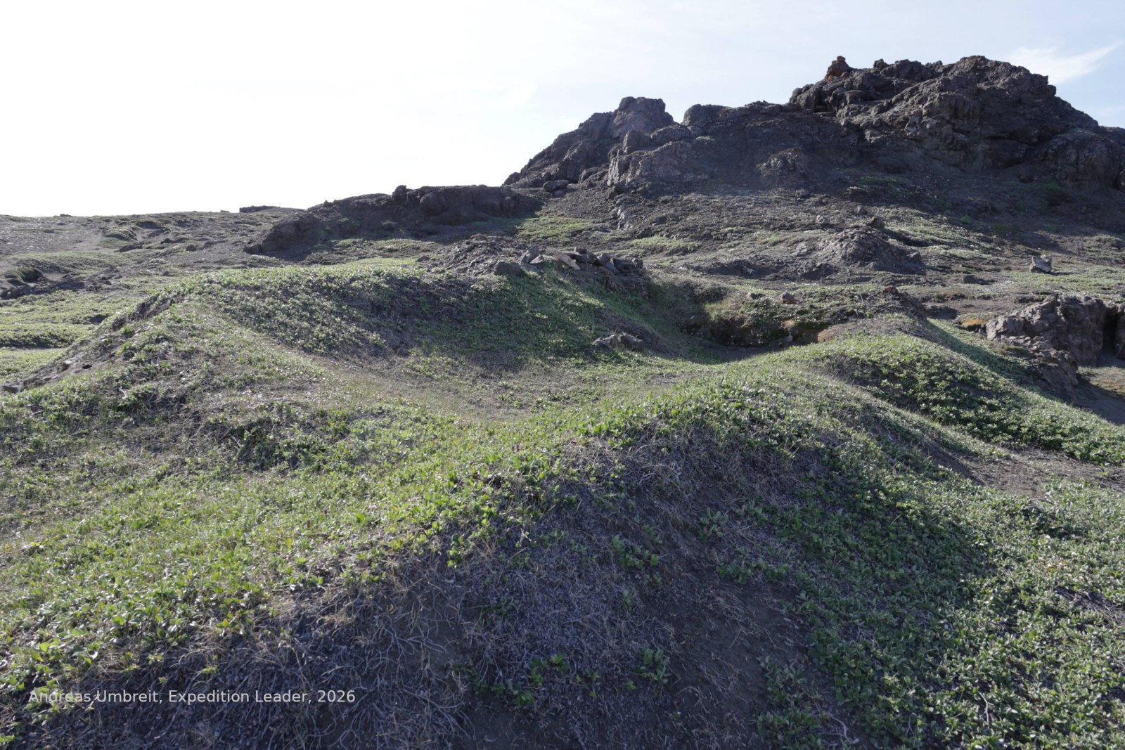 Grasüberwachsenes Fundament eines verschwundenen Hauses in Aasivik, Westgrönland