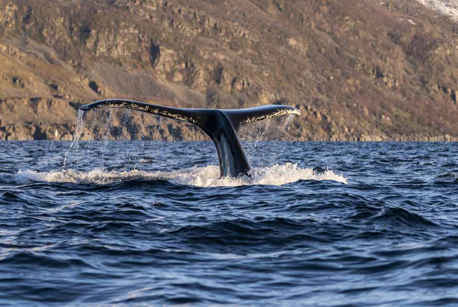 Fluke eines abtauchenden Buckelwals vor einer Felsküste in Nordnorwegen