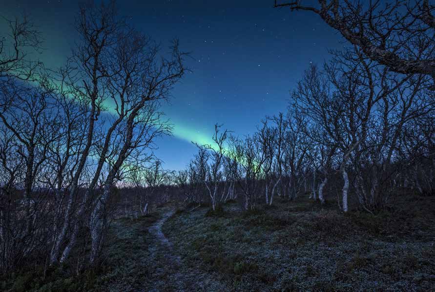 Grünes Nordlicht über einem kahlen Birkenwald, darüber ein Sternenhimmel