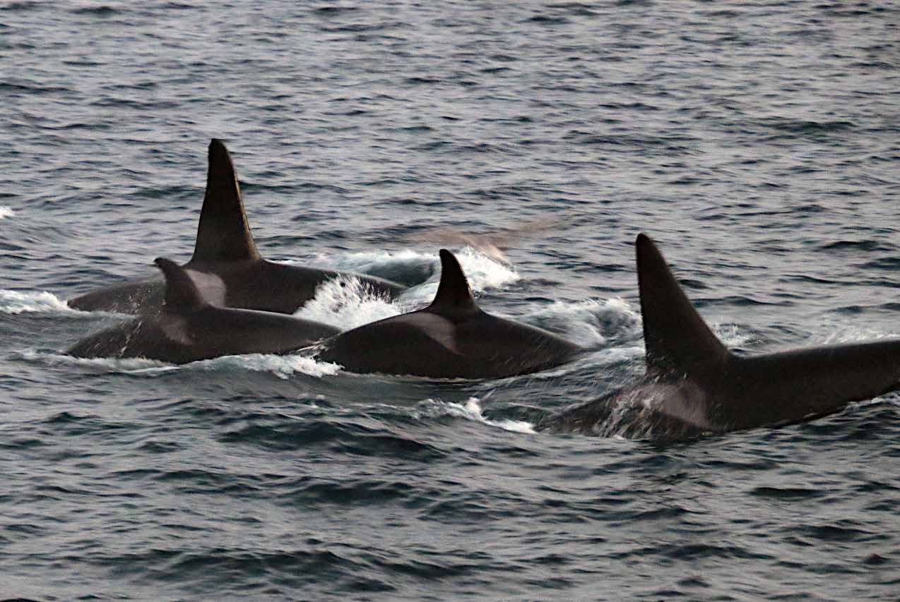 Drei Orcas mit hohen Rückenfinnen durchbrechen die Wasseroberfläche