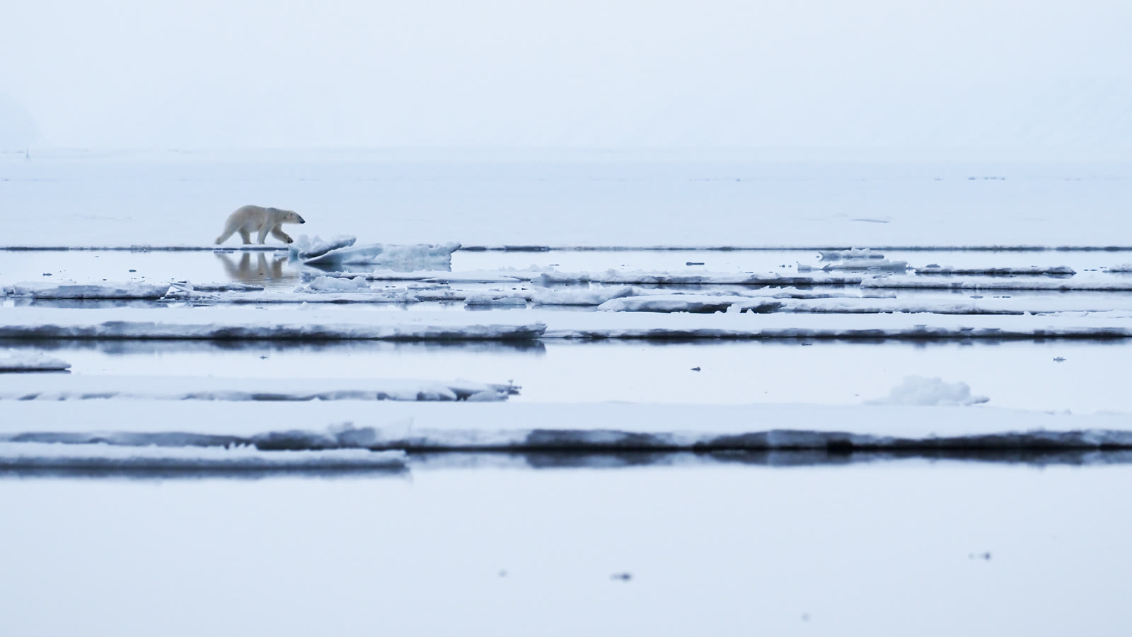 Eisbär läuft über weites, aufgebrochenes Packeis nördlich von Spitzbergen
