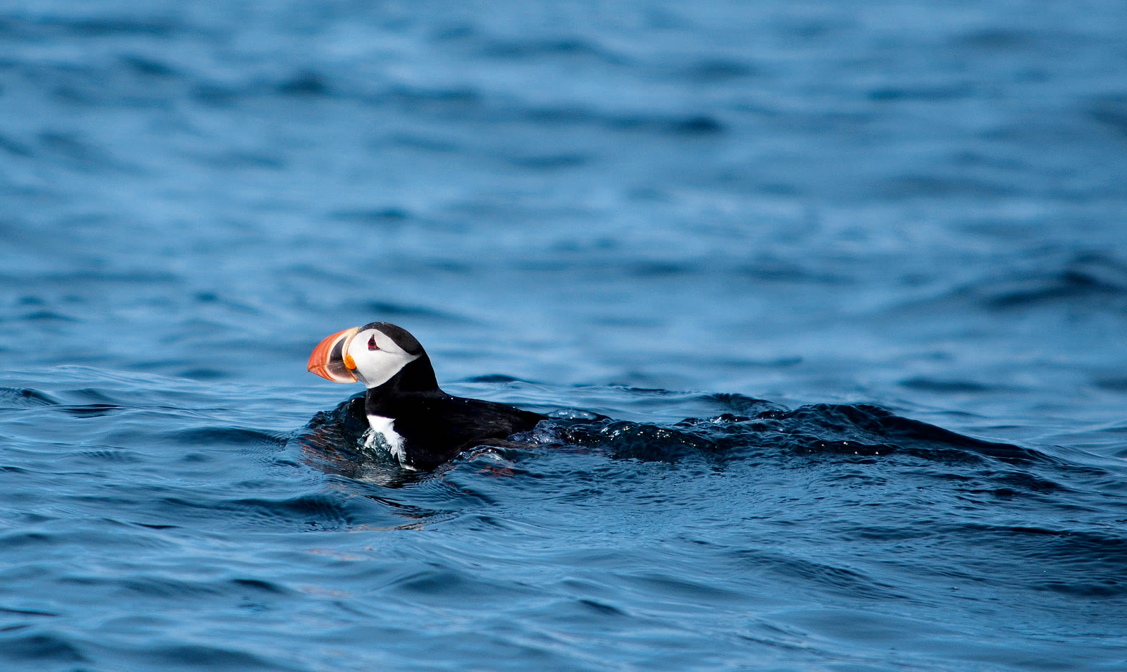 Papageitaucher schwimmt im dunkelblauen Wasser vor Spitzbergen, der bunte Schnabel deutlich erkennbar