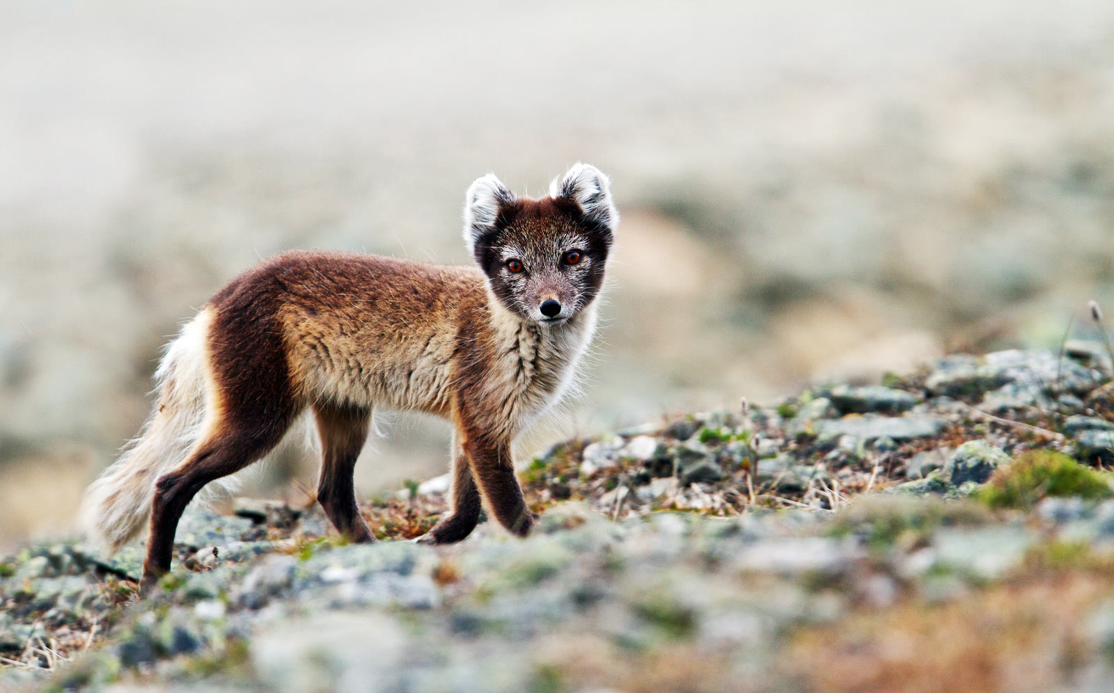 Polarfuchs im sommerbraunen Fell läuft über einen Geröllhang auf Spitzbergen