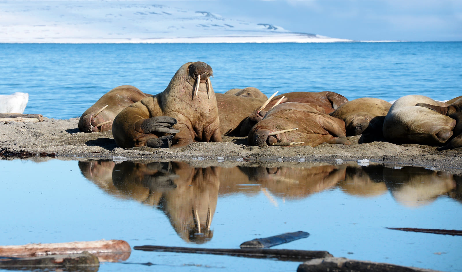 Spitzbergen im Jahreslauf: Webinar mit Christian Engelke am 12. Oktober