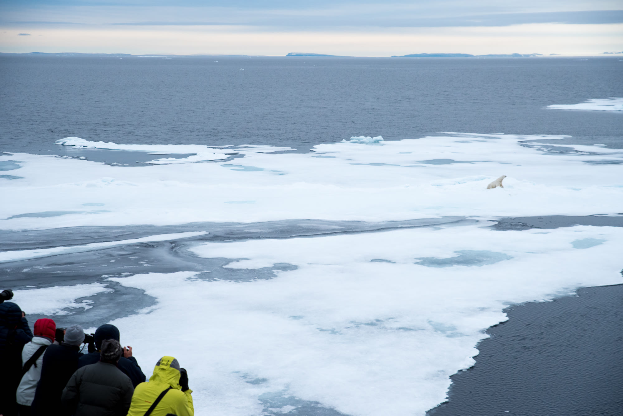 Blick von der Brücke eines Expeditionsschiffs auf das Packeis nördlich von Spitzbergen, in der Ferne ein Eisbär auf der Eiskante