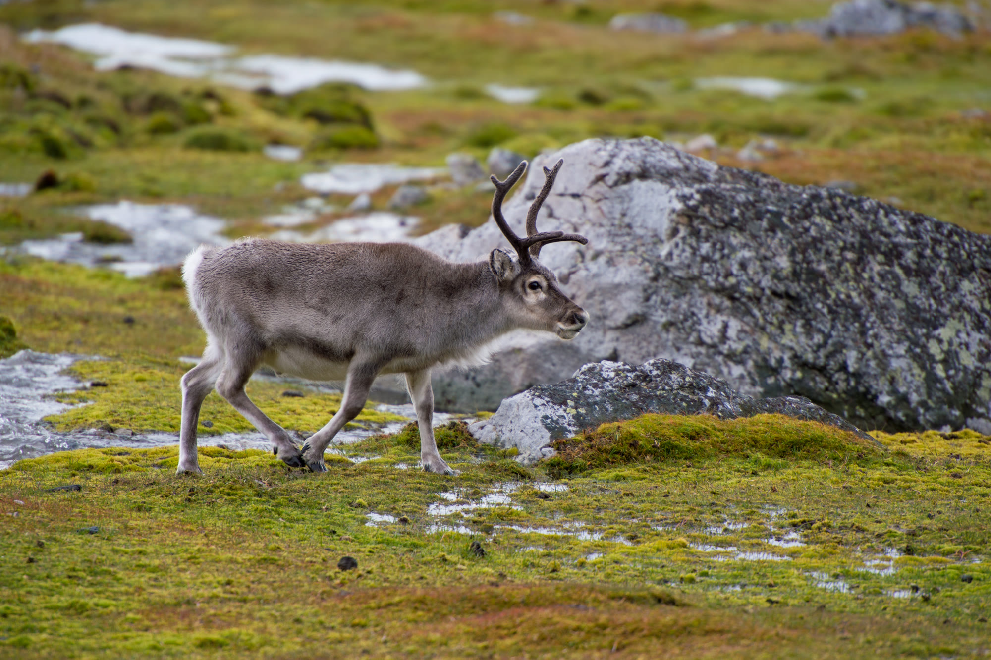 Svalbard-Rentier auf grüner Tundra zwischen Felsen, kurze Beine und dichtes Fell