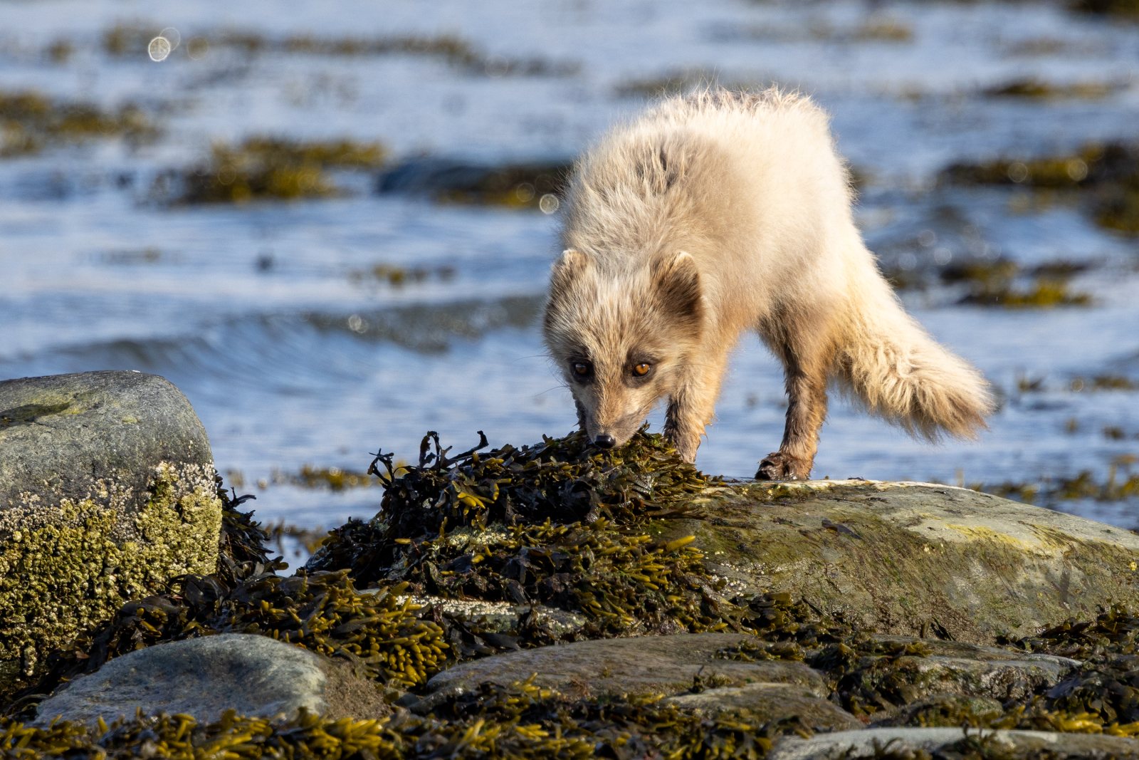 Polarfuchs im Übergangsfell sucht am Ufer im Seetang nach Nahrung, Asbestodden, Spitzbergen