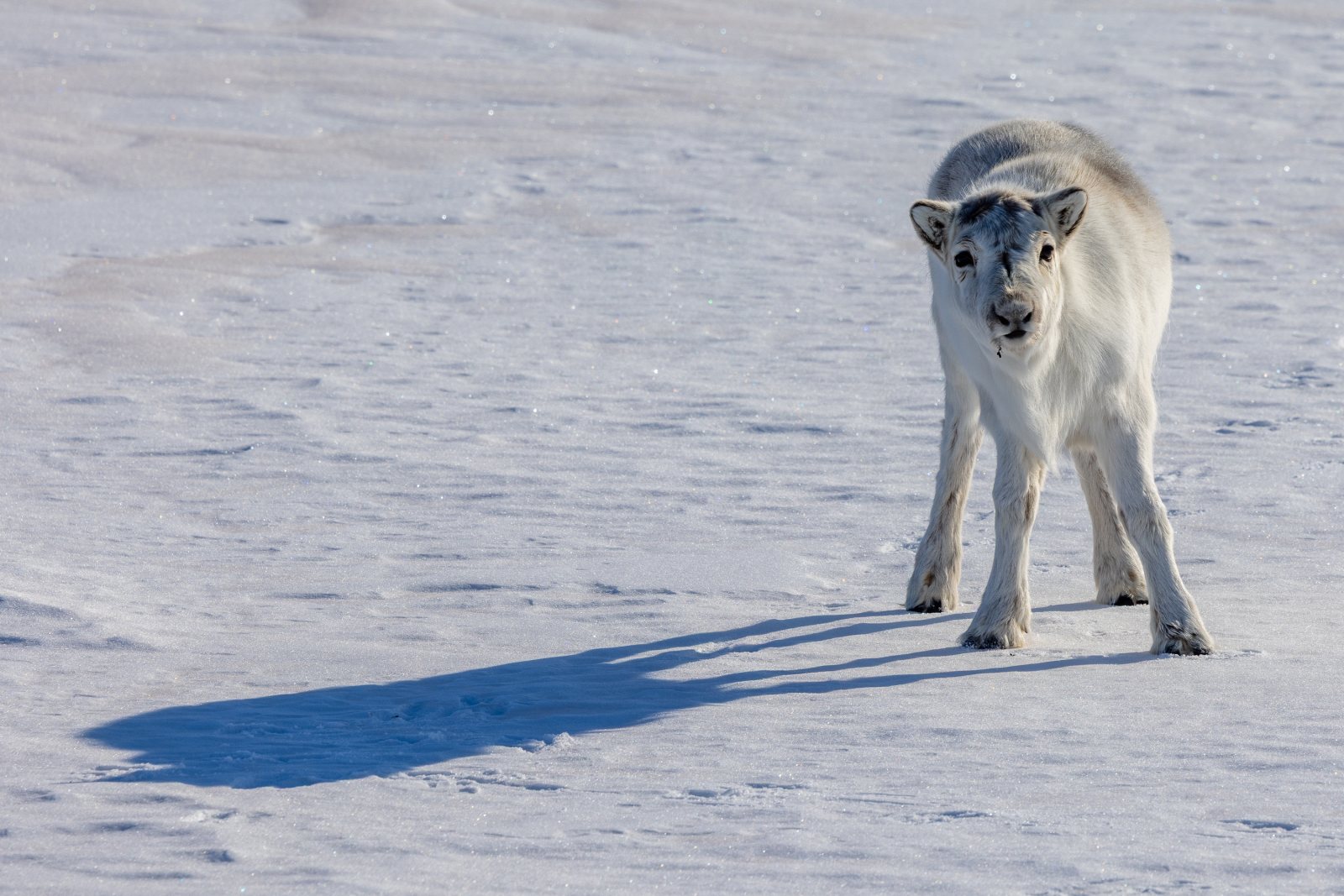 Spitzbergen-Rentier im Schnee in der Ymerbukta, Isfjord