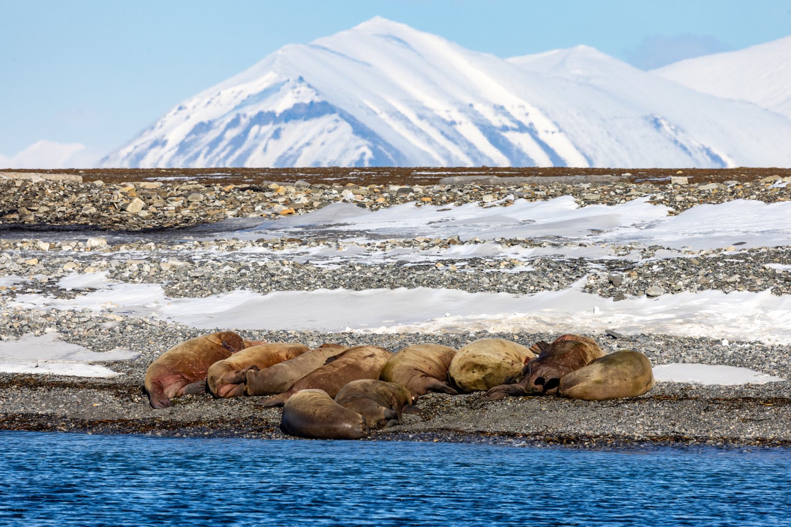 Walrosse am Ufer im Mariasund zwischen Akseløya und Midterhukfjellet, Spitzbergen