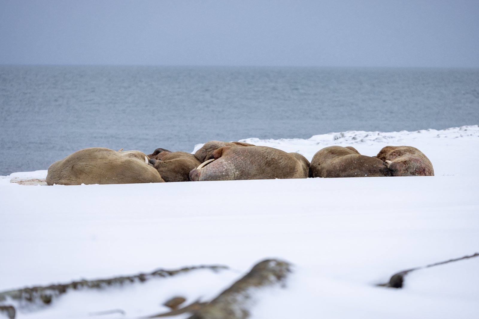 Gruppe Walrosse im Schnee an der Halbinsel Poolepynten, Prins Karls Forland, Spitzbergen