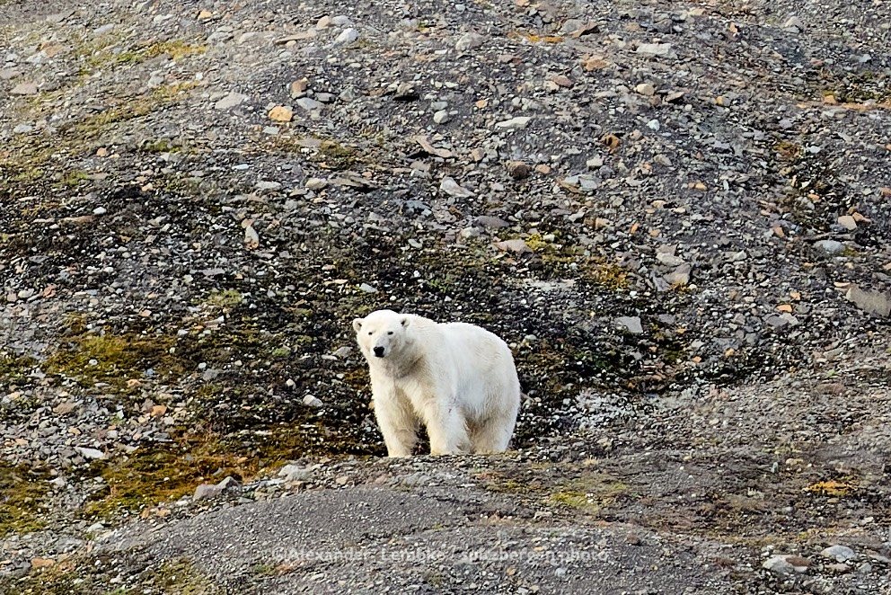 Eisbär steht an einem steinigen, moosbewachsenen Hang in Spitzbergen