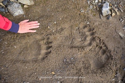 Eisbärenspur im Sand, daneben eine menschliche Hand als Größenvergleich