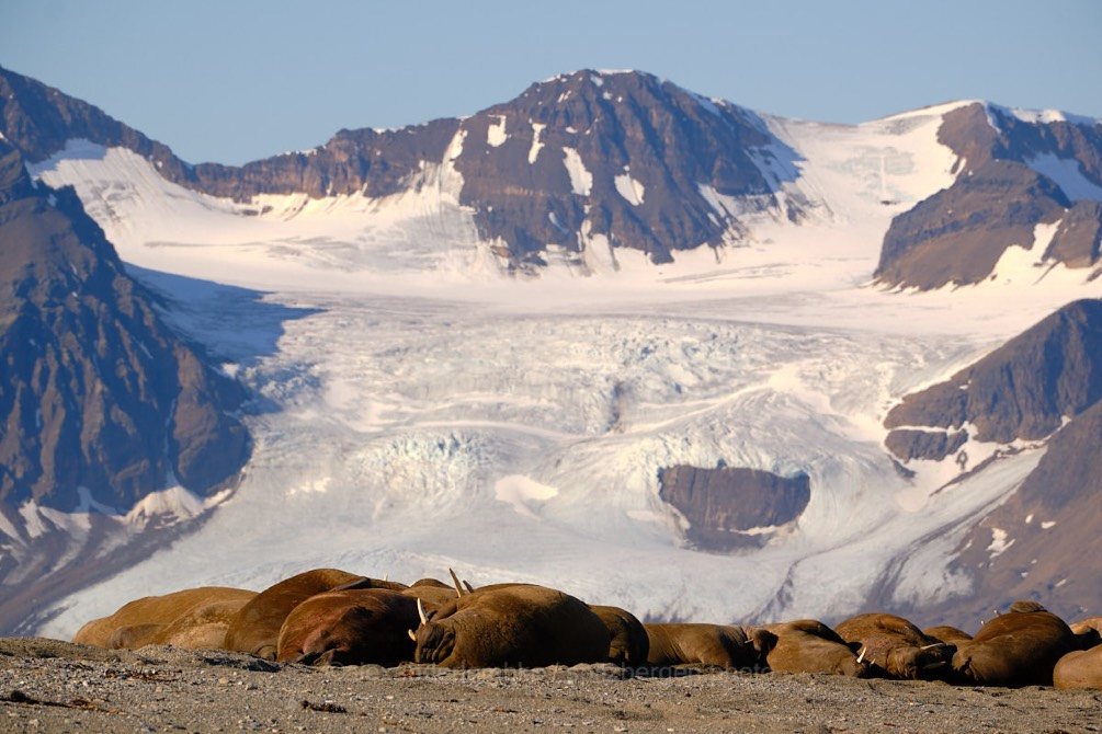 Gruppe liegender Walrosse an einem Kiesstrand vor Gletscher und Bergen, Spitzbergen