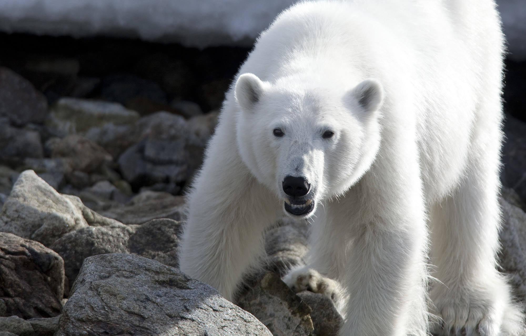 Eisbär an der Küste Spitzbergens zwischen Felsen
