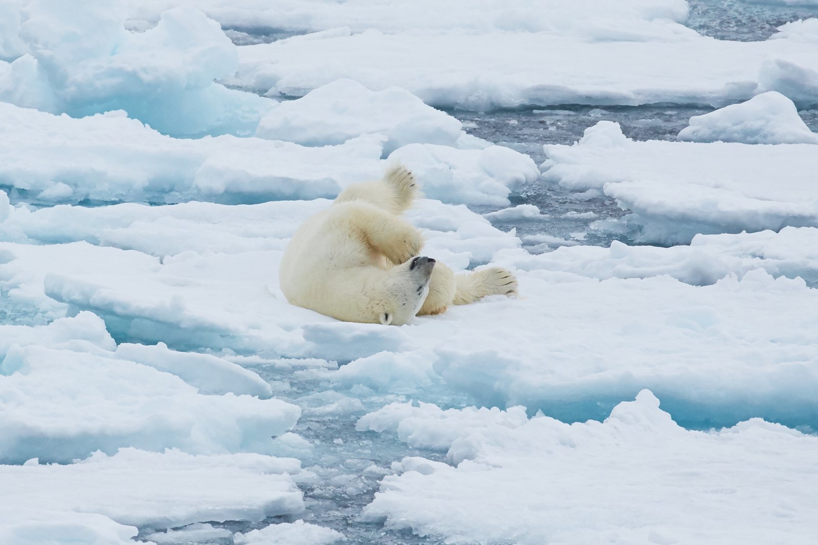Eisbär liegt entspannt auf einer Eisscholle im Packeis vor Spitzbergen