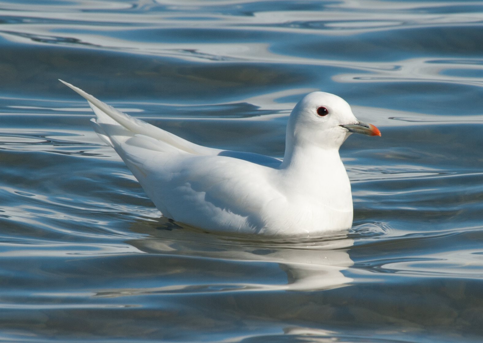 Elfenbeinmöwe mit weißem Gefieder auf Kies an der Küste Spitzbergens