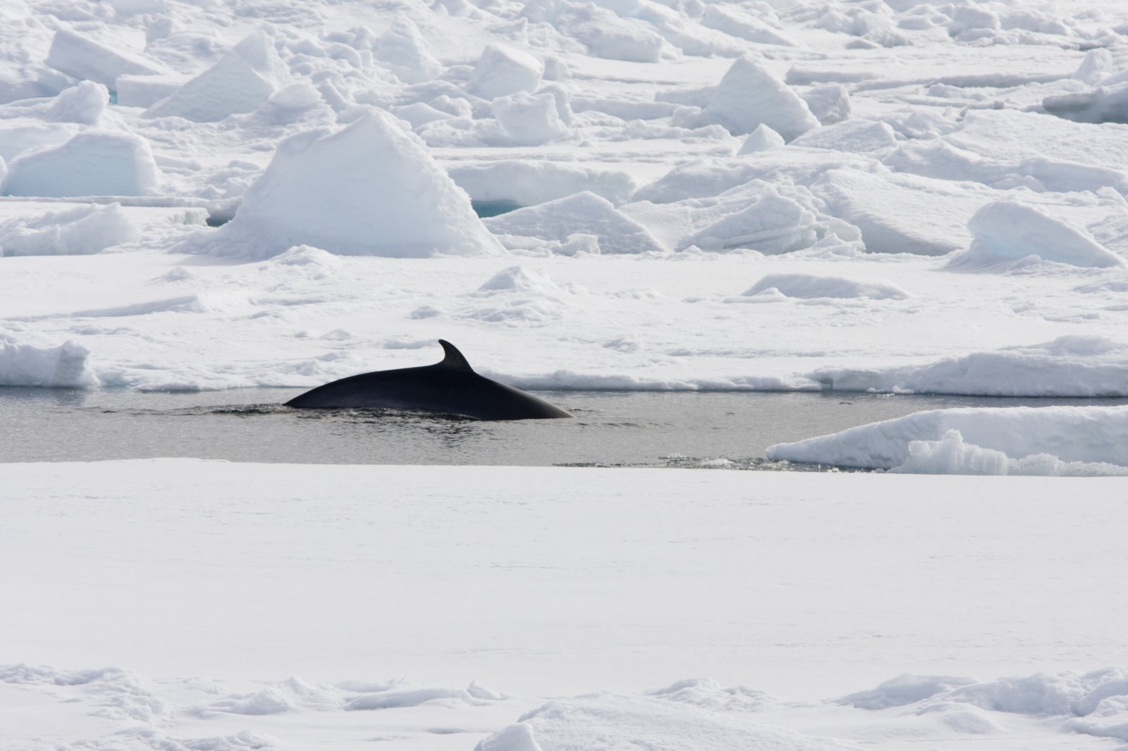 Rücken und Finne eines Zwergwals zwischen Eisschollen vor Spitzbergen