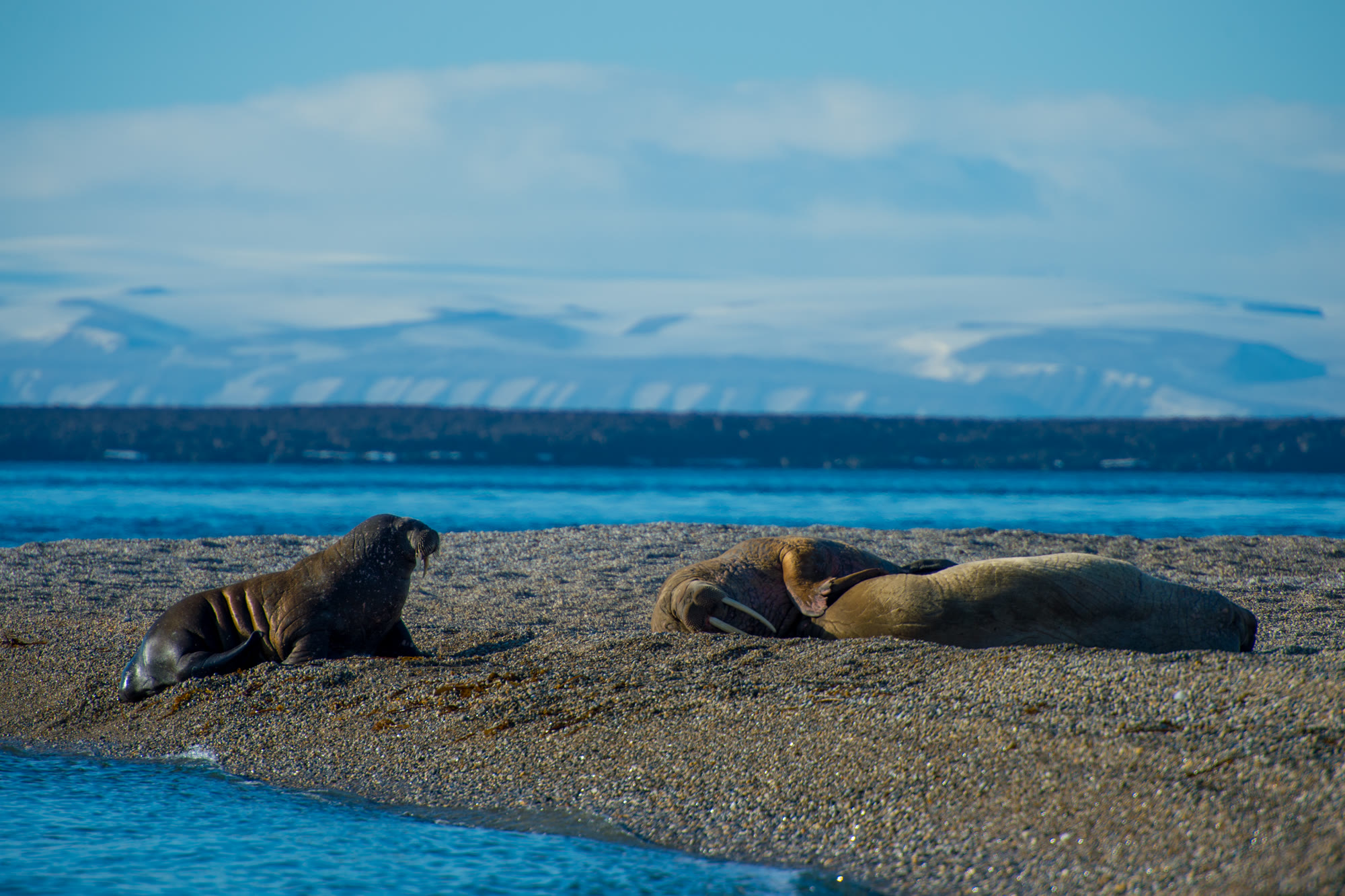 Walrosse liegen am Strand einer Insel in Spitzbergen