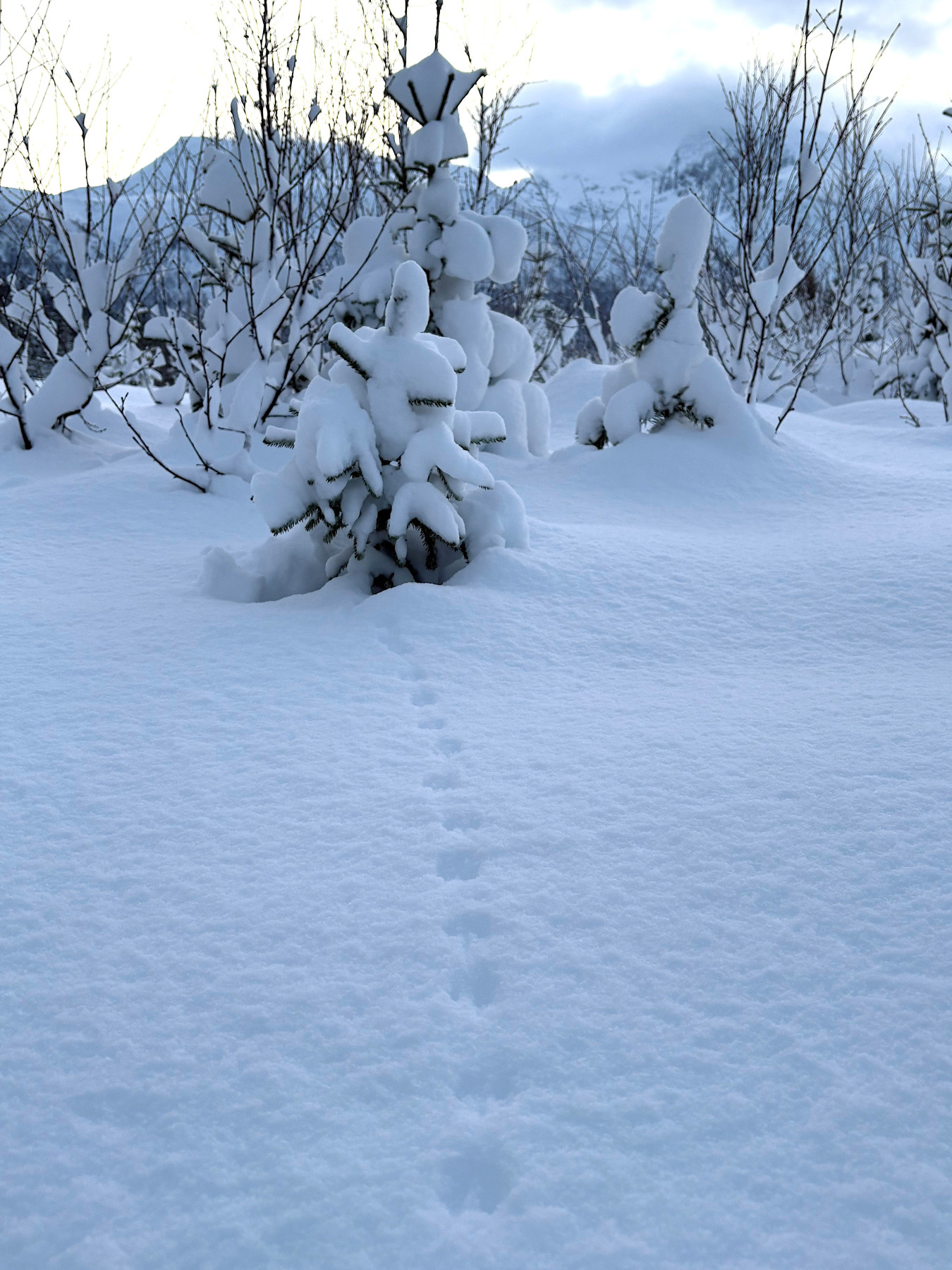 Notizen aus dem Eis 140 | Momente der Stille - Polar