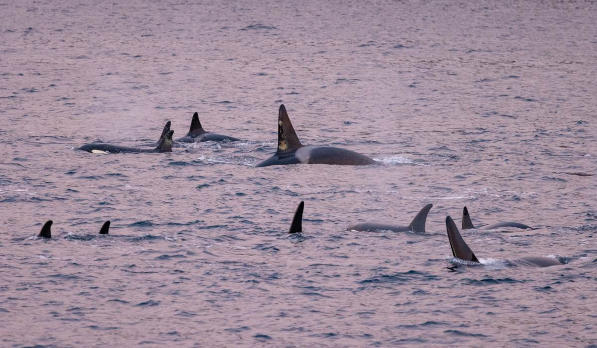 Notizen aus dem Eis 139 | Ein neues Orca-Leben - Polar