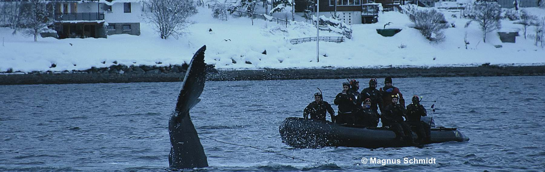 Notizen aus dem Eis 141 | Buckelwal im Fischernetz - Polar