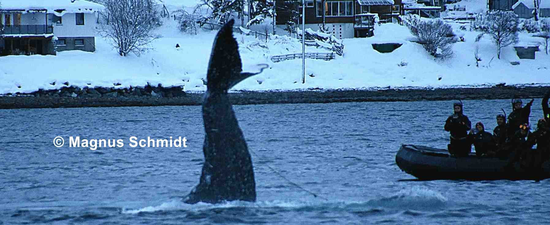 Notizen aus dem Eis 141 | Buckelwal im Fischernetz - Polar