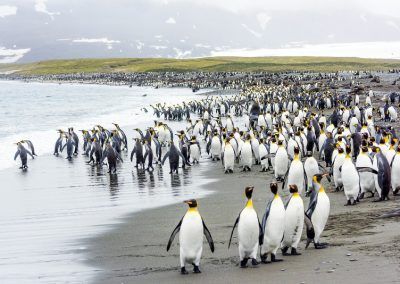 Falklandinseln, Südgeorgien & Antarktis | MS DISCOVERER