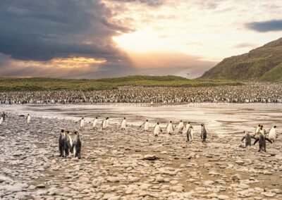 Große Falklandinseln, Südgeorgien & Polarkreis-Expedition | MS OCEAN ALBATROS