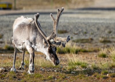 Spitzbergen – Die große Umrundung | MS OCEAN ALBATROS