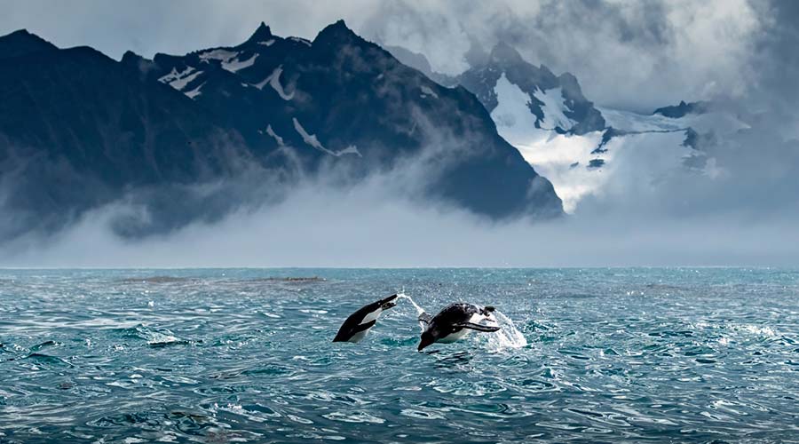 Antarktische Halbinsel: Die Klassische Expedition | MS DISCOVERER