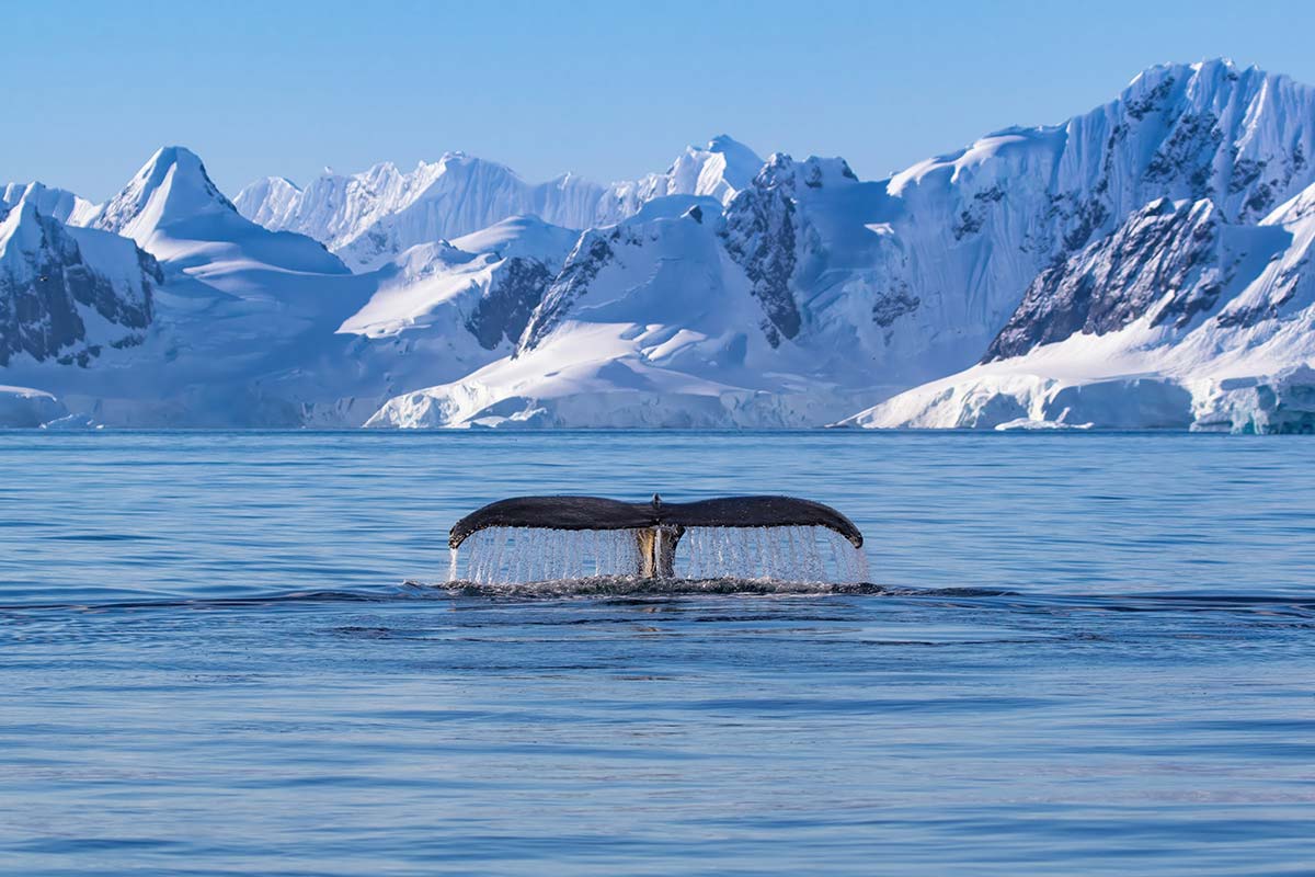 Das Beste der Antarktischen Walsaison | MS DISCOVERER