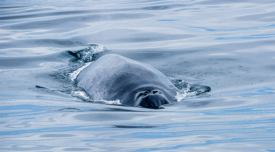 Grönland – Zwischen Eis und Stille | MS OCEAN VICTORY
